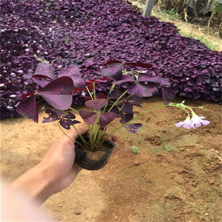 新疆紫叶酢浆草基地 绿叶酢浆草种植户 江瑞