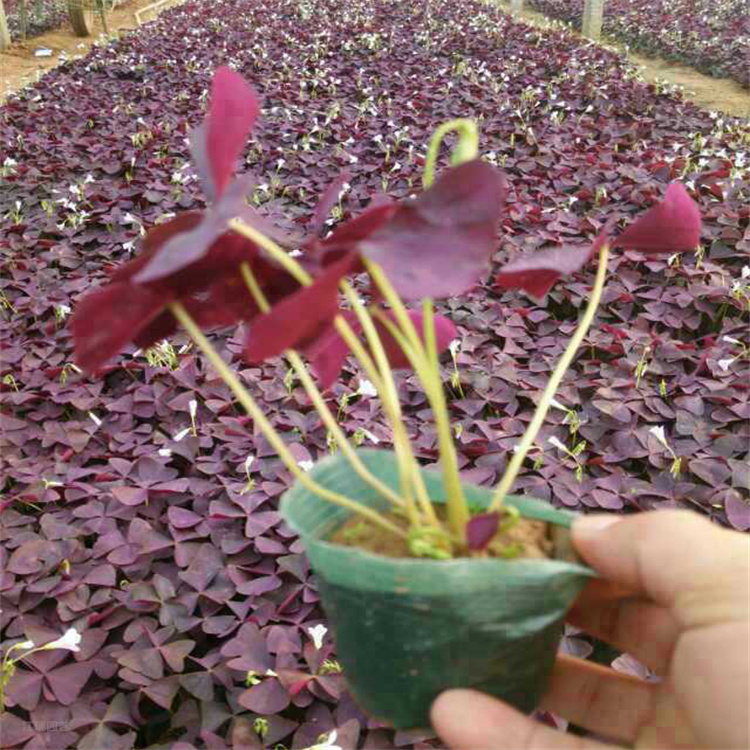 天津红花酢浆草批发 白花酢浆草培育基地 欢迎选购