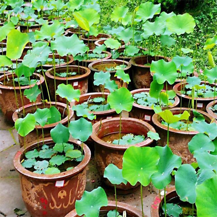 荷花 绿化荷花种植基地 详情咨询江瑞园艺 