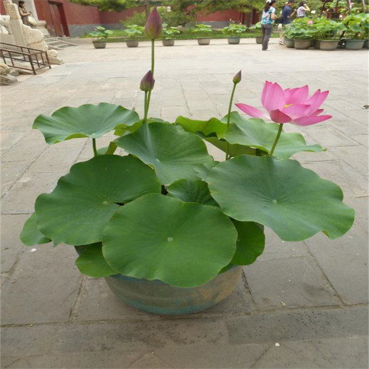 福建荷花种植基地 池塘绿化荷花出售 全国发货