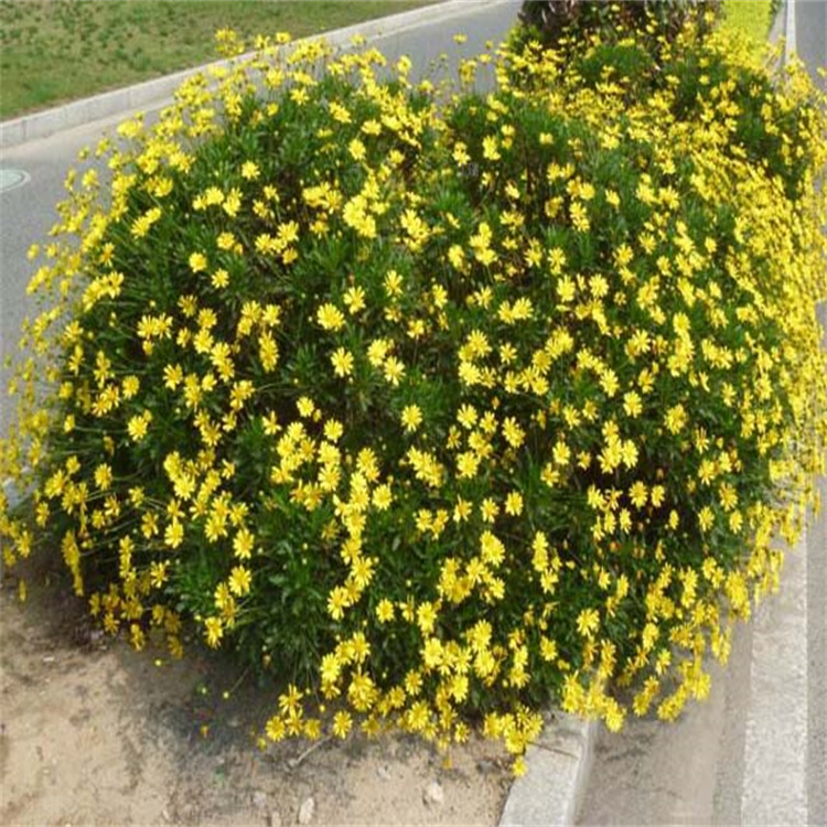 北京黄金菊基地 花坛种植黄金菊批发 全国发货