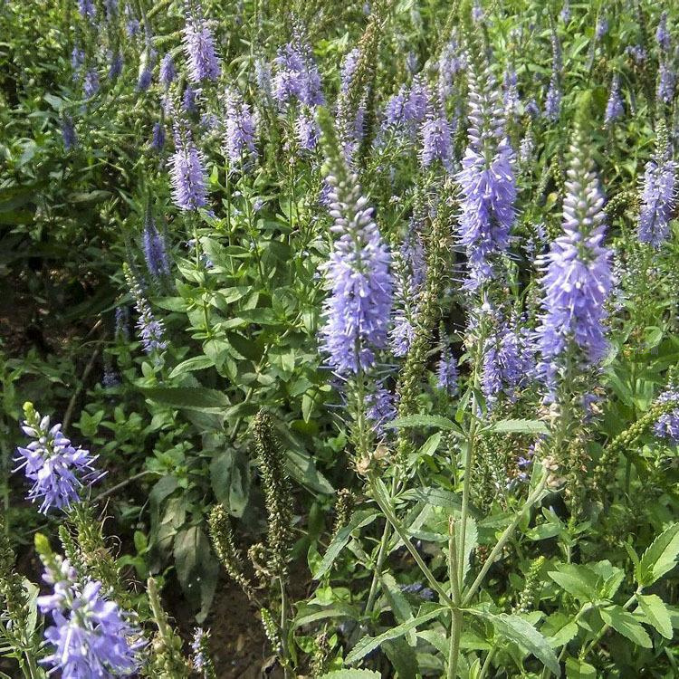 西宁地被鼠尾草批发 花坛配镜鼠尾草基地 欢迎致电咨询
