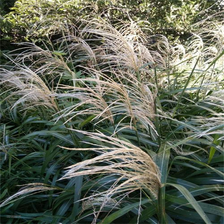 荻草种植基地 浙江荻草批发 江瑞观赏草基地