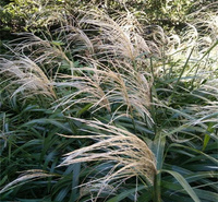荻草种植基地 浙江荻草批发 江瑞观赏草基地
