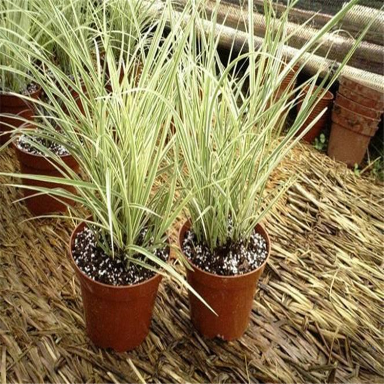 新疆花叶芒种植基地 花叶芒批发 江瑞直销 全国发货