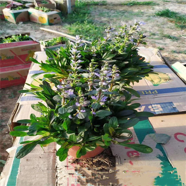江苏多花筋骨草批发 江瑞花卉多花筋骨草直供 全国配送