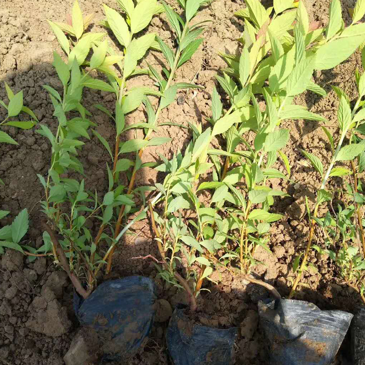 山东种植基地金焰绣线菊出售 金焰绣线菊盆栽 绣线菊属植物