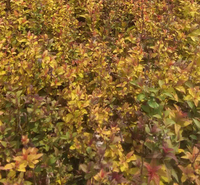 金焰绣线菊小苗 绿化植被 万诺种植基地金焰绣线菊出售