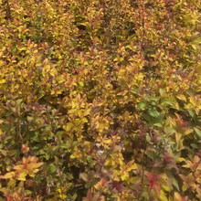 金焰绣线菊小苗 绿化植被 万诺种植基地金焰绣线菊出售