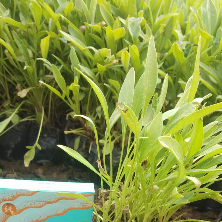 金鸡菊小苗 栽培容易 万诺园林 金鸡菊行情
