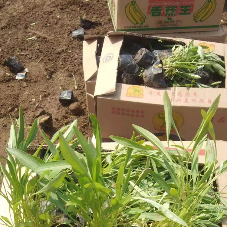 金鸡菊盆栽 常能自行繁衍 青州花卉 金鸡菊批发