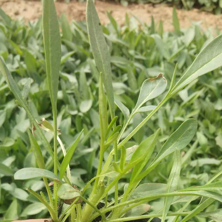 金鸡菊盆栽 观赏草花 山东万诺 金鸡菊出售