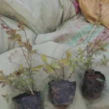 金焰绣线菊小苗 绣线菊属植物 山东万诺金焰绣线菊出售