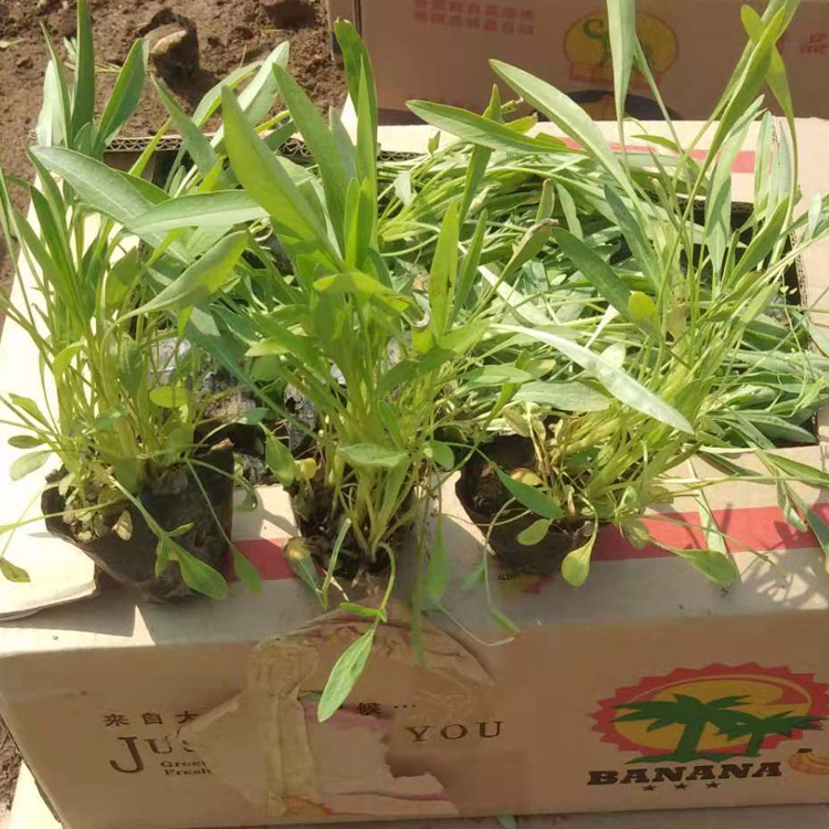 绿化用金鸡菊 一年生或二年生草本 山东种植基地 金鸡菊报价