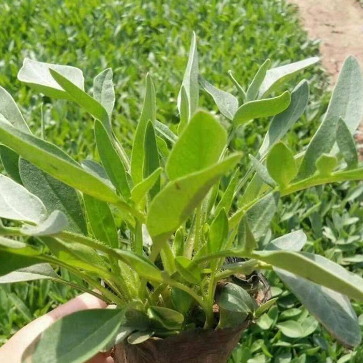金鸡菊苗 观赏草花 万诺种植基地 金鸡菊供应