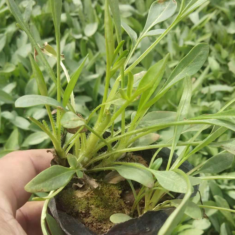 绿化用金鸡菊 栽培容易 青州花卉 金鸡菊报价