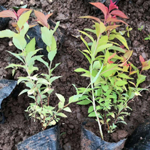 观赏用金焰绣线菊 品质优良 山东种植基地金焰绣线菊出售