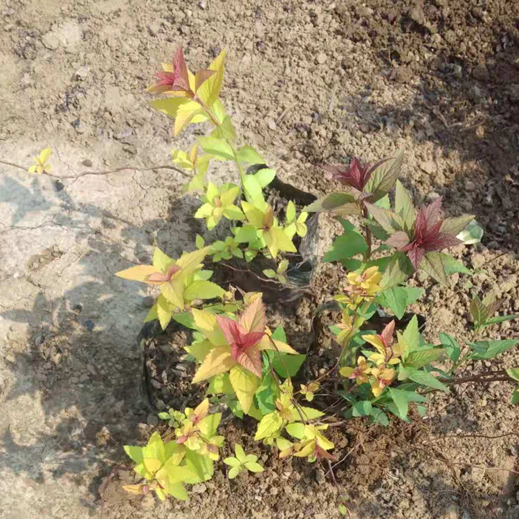观赏用金焰绣线菊 欢迎来电咨询 青州花卉 金焰绣线菊批发
