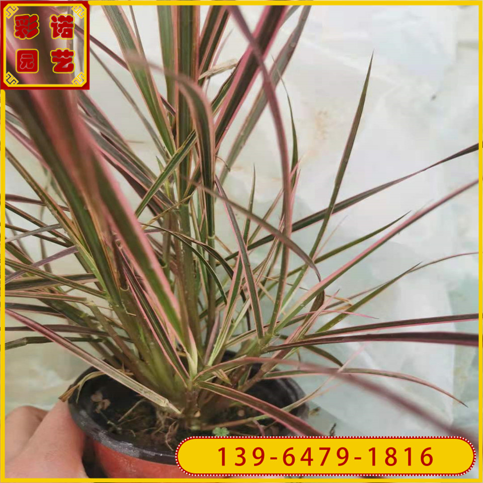 红叶观赏狼尾草 多年生120型号火焰狼尾草盆栽  青州基地供应