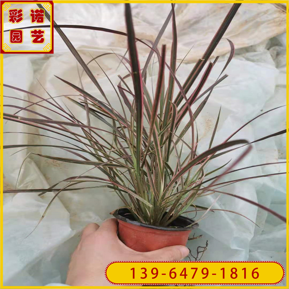 110型号火焰狼尾草盆苗 多年生红穗狼尾草盆栽  品种齐全欢迎考察