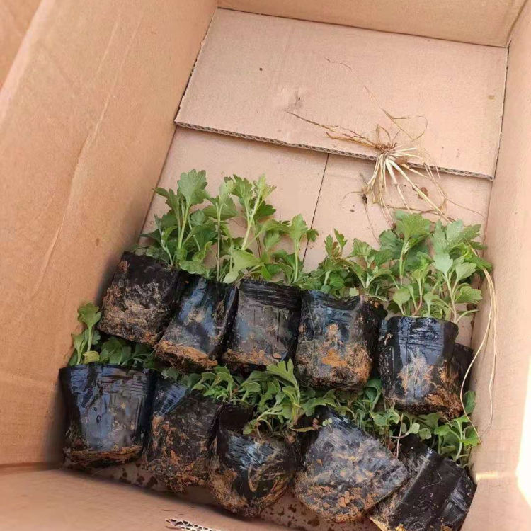 振玲供应地被菊 地被菊批发 来电咨询