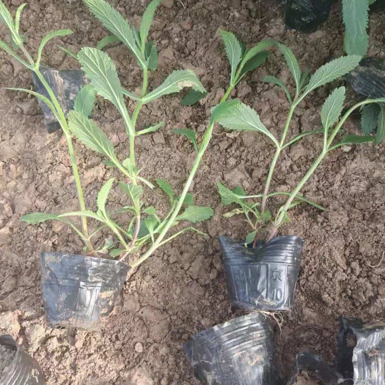 柳叶马鞭草小苗价格 振玲供应柳叶马鞭草小苗 欢迎来电