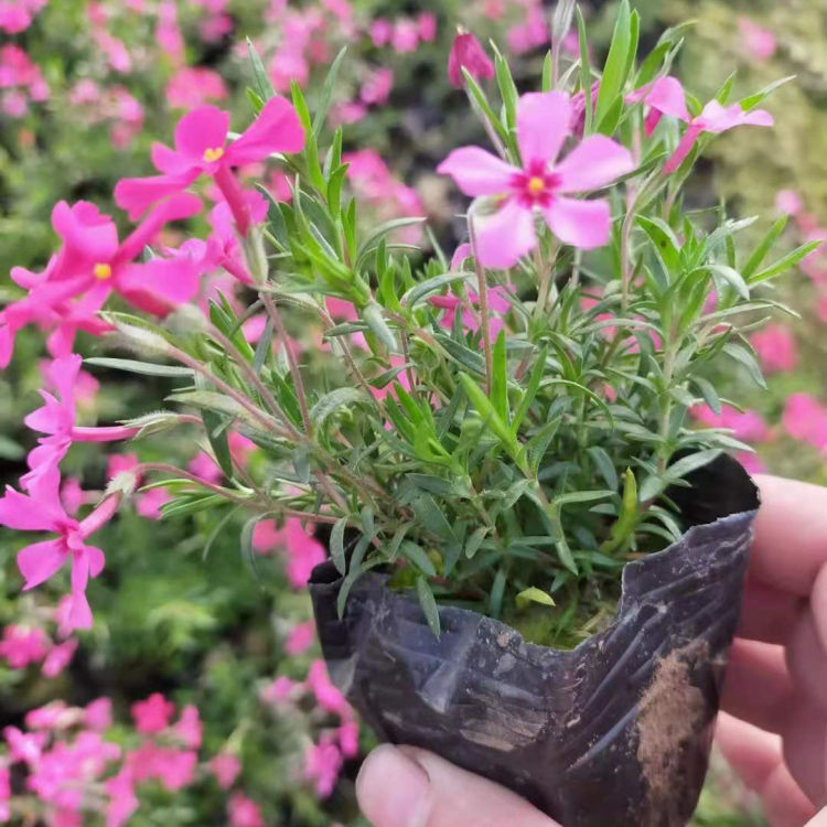 芝樱报价 福禄考小苗报价 好成活小苗