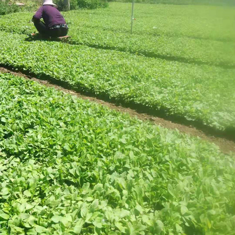基地供应鼠尾草 鼠尾草报价 观赏价值高