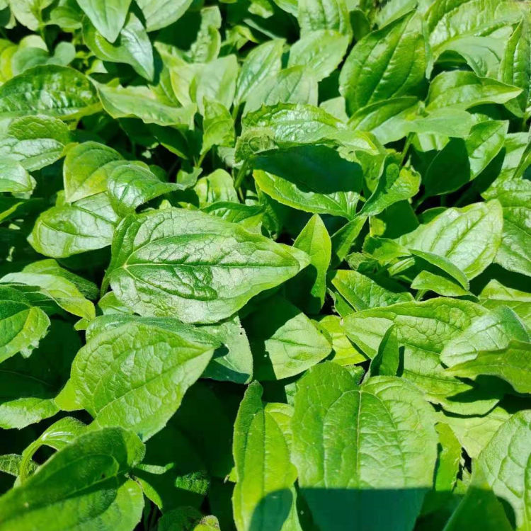 松果菊花苗种植基地 振玲供应松果菊花苗 价格优惠