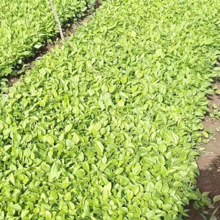 松果菊花苗种植基地 振玲供应松果菊花苗 量大价优