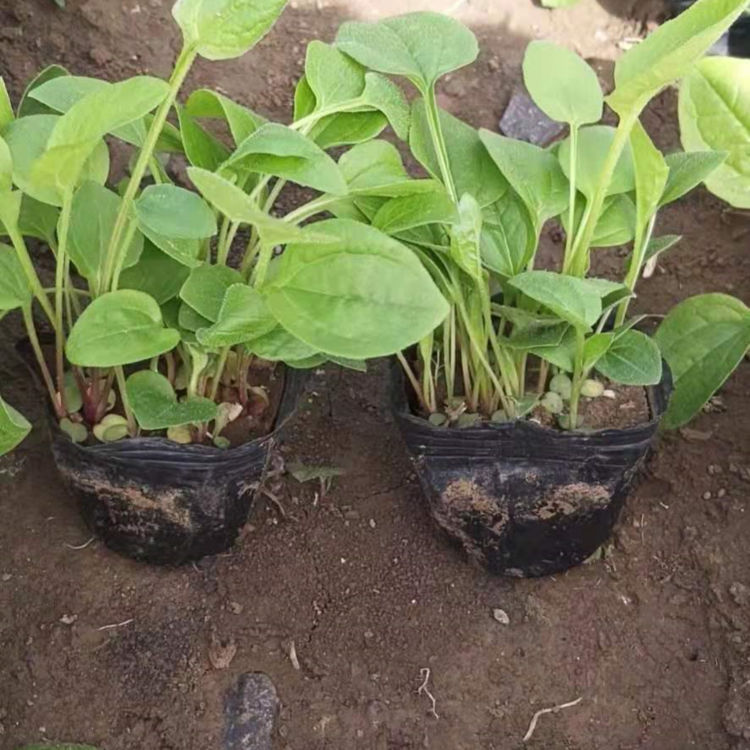 批发松果菊花苗 松果菊花苗报价 欢迎来电