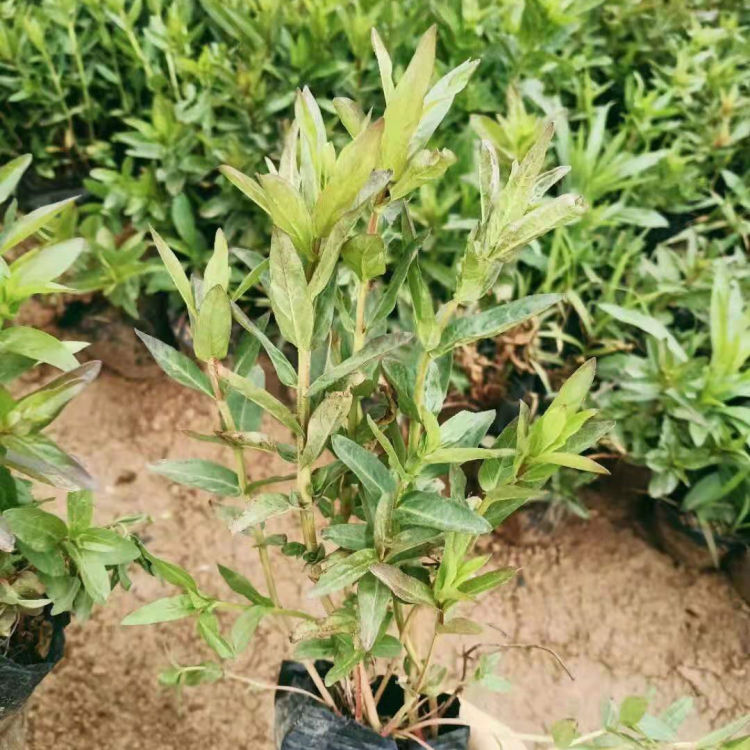 千屈菜小苗培育基地 绿化用千屈菜小苗 观赏价值高