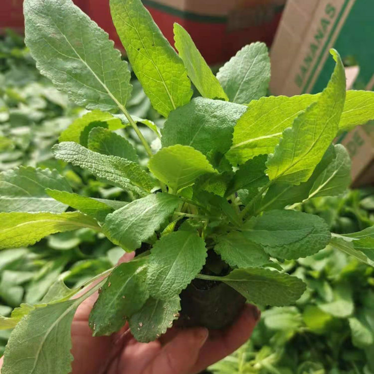 鼠尾草小苗价格 基地供应鼠尾草小苗 价格优惠