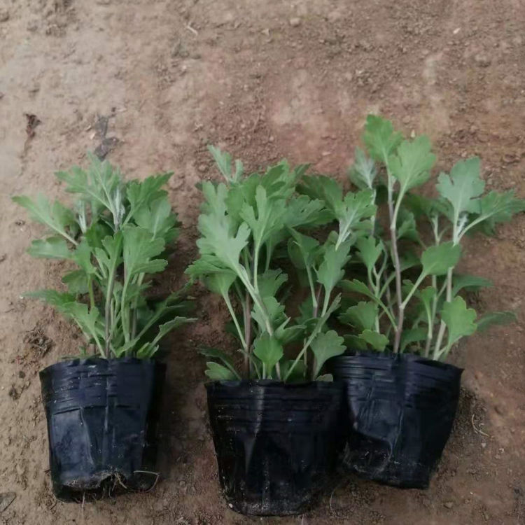 基地供应地被菊小苗 地被菊小苗报价 量大价优