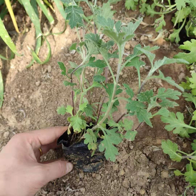 供应地被菊小苗 地被菊小苗种植基地 欢迎选购