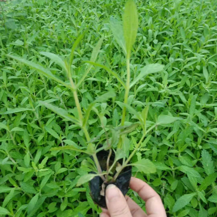 马鞭草报价 批发马鞭草 欢迎选购