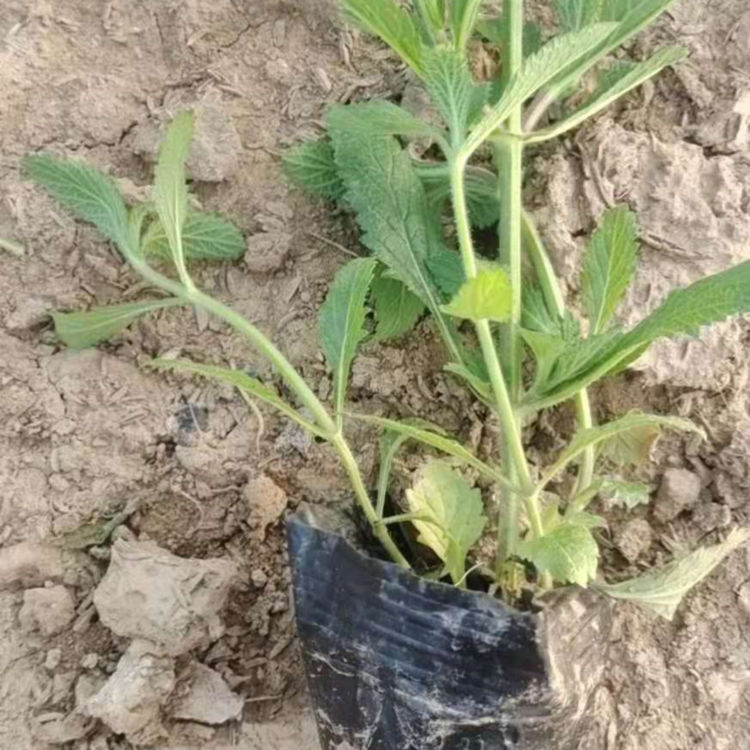 振玲供应马鞭草小苗 马鞭草小苗价格 欢迎选购