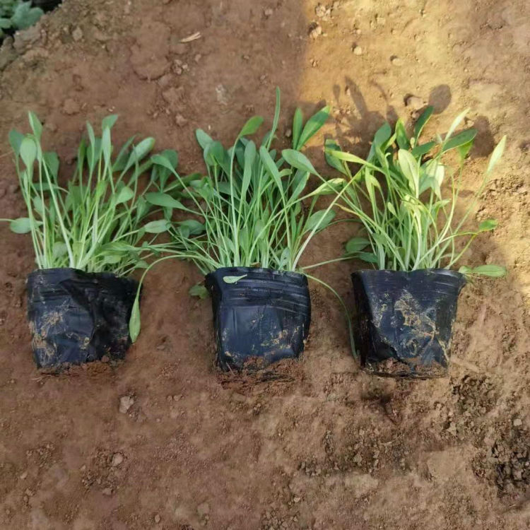 宿根金鸡菊小苗 金鸡菊小苗批发基地 量大价优