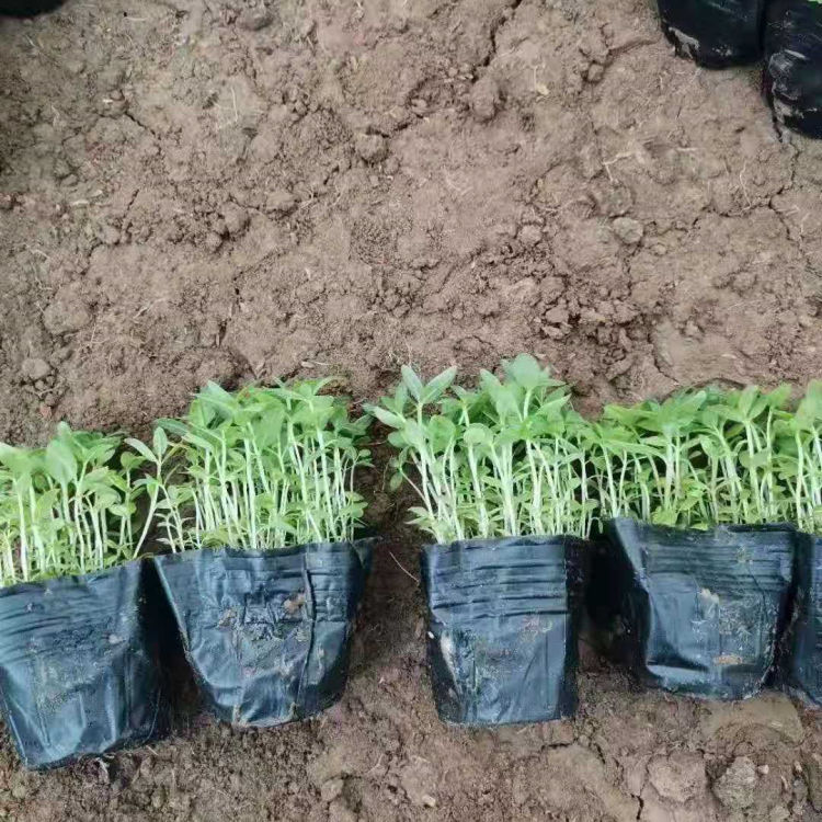 绿化用千屈菜小苗 千屈菜小苗供应 易栽培