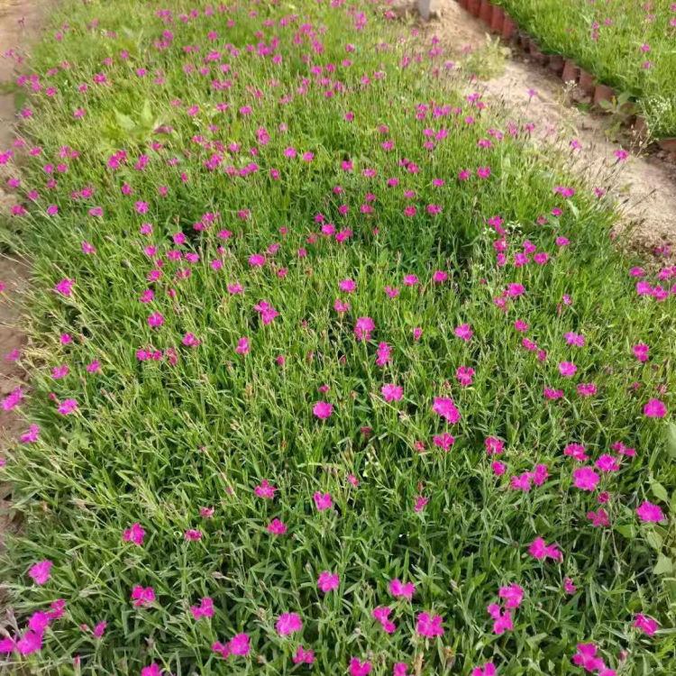 振玲供应欧石竹小苗 欧石竹小苗种植基地 观赏价值高
