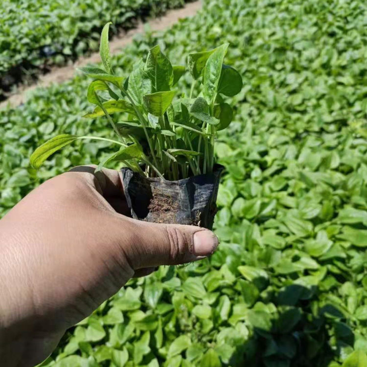 松果菊种植基地 批发松果菊 欢迎选购