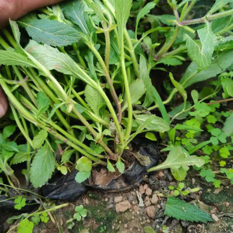 基地种植柳叶马鞭草小苗 柳叶马鞭草小苗批发 好成活小苗