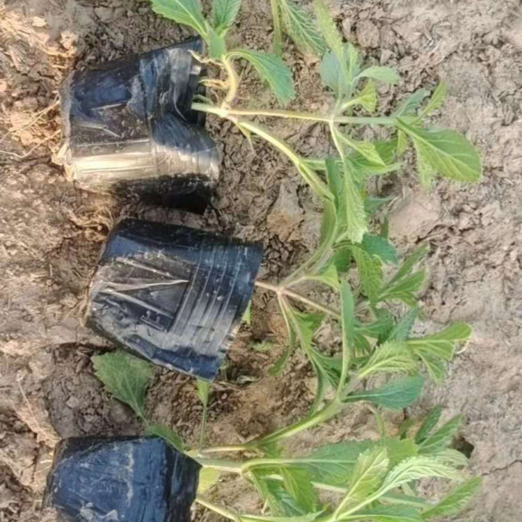振玲批发柳叶马鞭草小苗 柳叶马鞭草小苗供应 易栽培