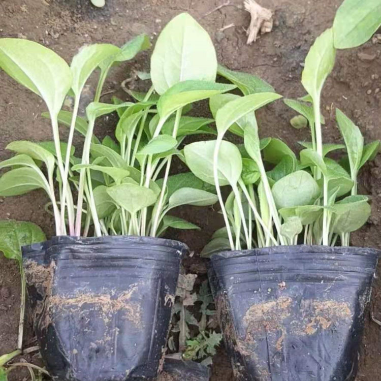 振玲批发松果菊花苗 松果菊花苗供应商 价格优惠