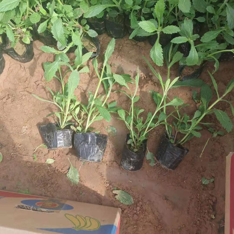 绿化用马鞭草小苗 马鞭草小苗批发 欢迎选购