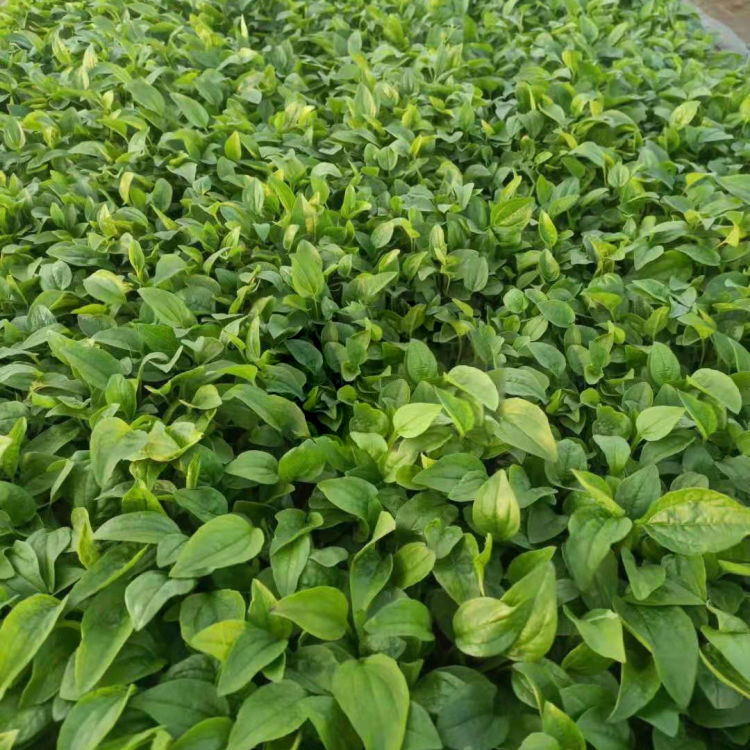 松果菊花苗培育基地 振玲供应松果菊花苗 量大价优