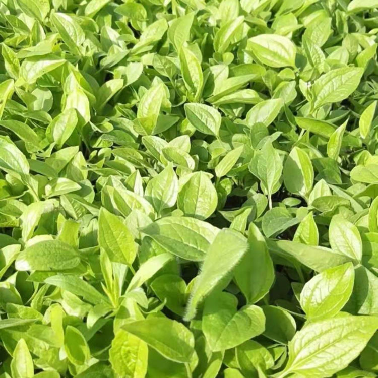 松果菊小苗报价 基地种植松果菊小苗 易栽培