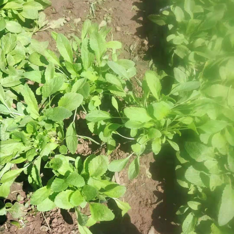 绿化用地被鼠尾草 地被鼠尾草报价 欢迎来电