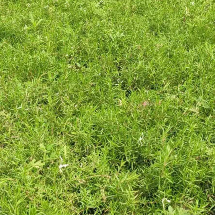 丛生福绿考基地 芝樱基地 欢迎来电