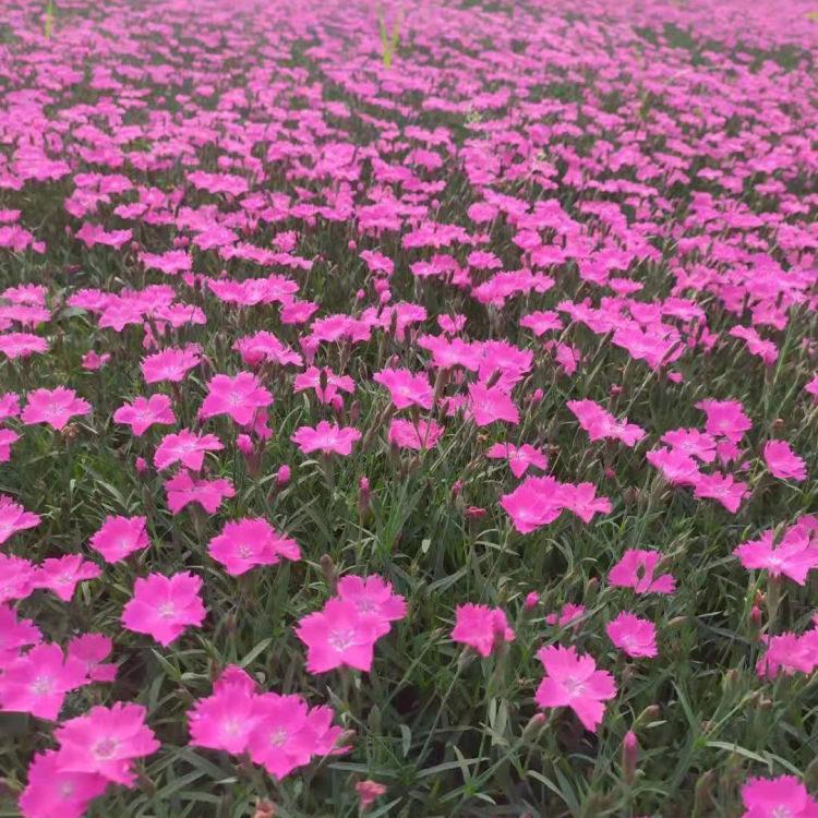 欧石竹小苗报价 批发欧石竹小苗 观赏价值高